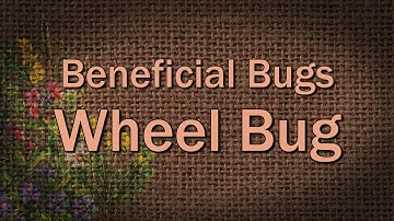Wheel Bug – Beneficial Bugs