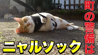 警備に休憩ニャルソックONとOFFの切り替えが上手い猫Security, Rest! Nyarlossok! The Cat Who Can Switch Between On and Off