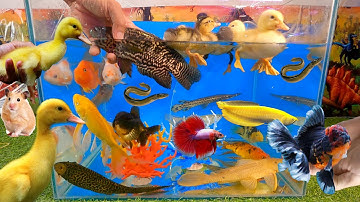 Tổng hợp video cá cảnh đẹp, động vật dễ thương, cá rô báo, cá rồng, con vịt, cá sấu, cá koi