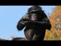 When I clap my hands, mysterious things happen to my body! That's what Fubuki believes. Chimpanzee