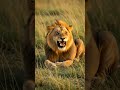 Real lion| babbar lion🐾 | Amazing Animal Stories 🐶🐒 |  #shortsfeed  #shorts #animals #animation