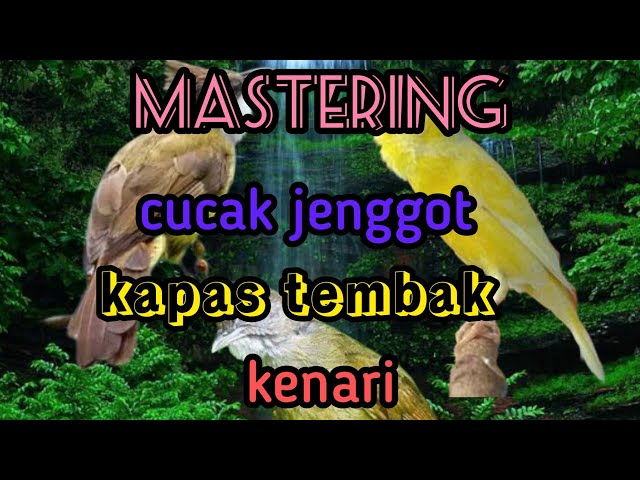 cucak jenggot, kapas tembak, kenari #hanattakicau class=