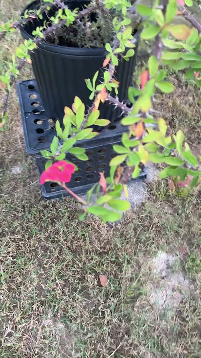 Gorgeous #crownofthorns