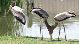 "Amazing Stork Moments 🕊️ | Grace, Flight, and Wild Encounters"