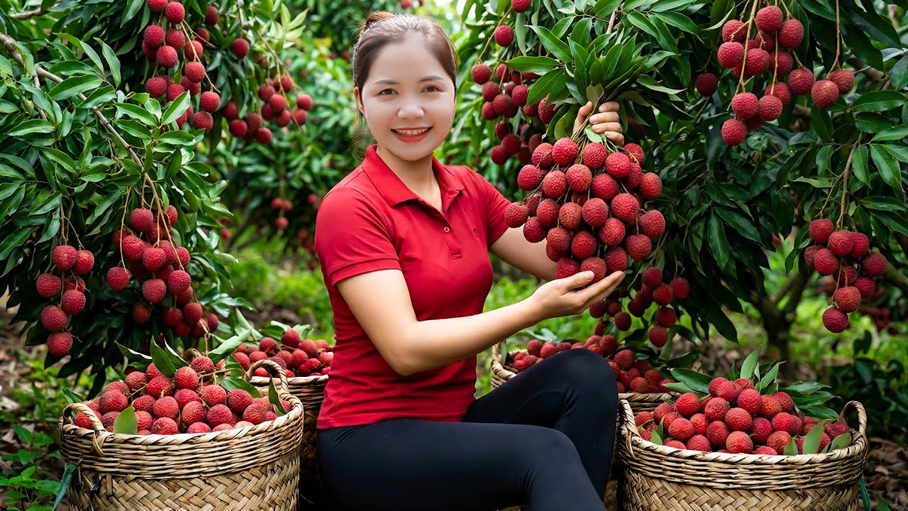 Harvesting 1000+ Kg Lychee Selling At The Market , Caring for the Ducks | Han Harvesting