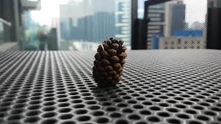 Wet Pinecone Timelapse