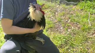Working with an Aggressive Rooster: On Location screenshot 5