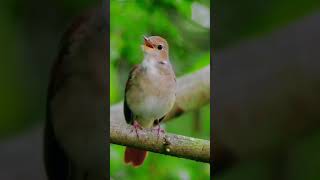 Sikatan Londo gacor berirama merdu