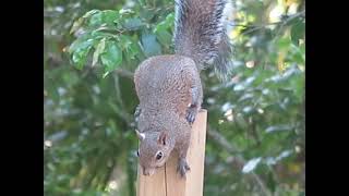 One Minute Gray Squirrel