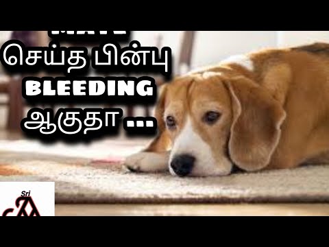Video: Bude pes po párení krvácať?