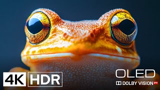 Extra Ordinary 4K Ultra Hd Videos Hdr10 Oled Demo At Dolby Vision 60Fps Meditative Tunes