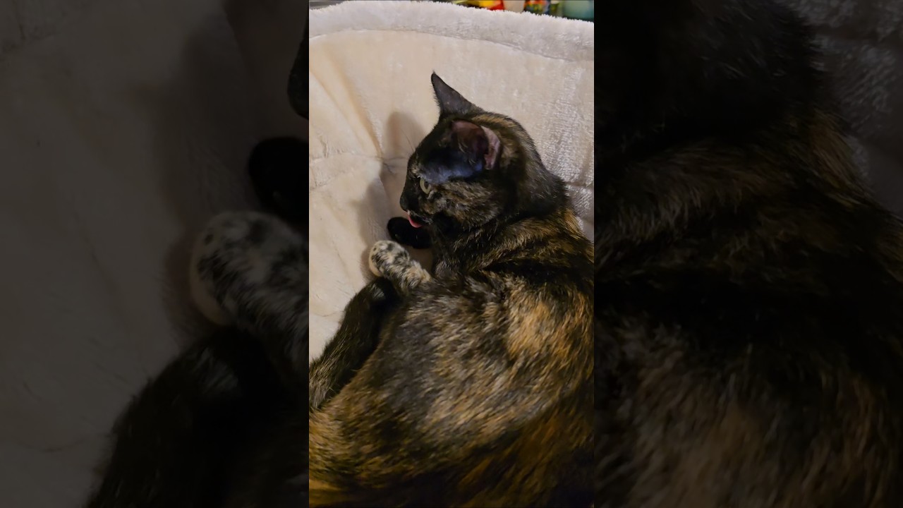 Just a quiet, cozy moment. 🥹💛✨️ 