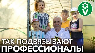 САМЫЙ ЛЕГКИЙ И НАДЕЖНЫЙ СПОСОБ ПОДВЯЗКИ ОГУРЦОВ В ТЕПЛИЦЕ!