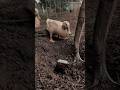 Tree Planter’s Worm Patrol!