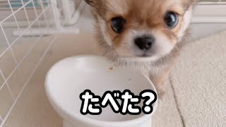 【生後2ヶ月】子犬の早食いを見守る、兄妹犬の優しきパトロール。