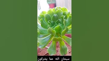 سبحان الله عما يشركون #المصحف #اكسبلور #القارئ #foryou #الرحمن #العظماء #تيك_توك #لايك #بدر_المشاري