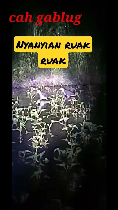 nyanyian RUAK RUAK dimalam hari.