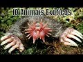 Os 10 Animais Exóticos