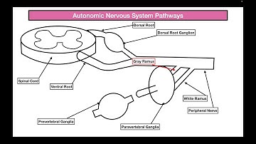 Neural Pathways of the ANS