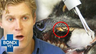 Is Infection Spreading In Lemur's Mouth? | Bondi Vet by Bondi Vet 15,703 views 3 weeks ago 8 minutes, 42 seconds