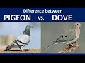 Pigeon vs dove diffrences et similitudes   un court documentaire columbiform coto de caza ca