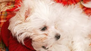 Are Maltese dogs known for being easy to potty train?