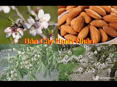 Video BÁN CÂY GIỐNG HẠNH NHÂN ( HẠNH ĐÀO ) ( LH: 0972011450) - youtube