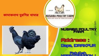 Kadaknath poultry farm ।।কাদাকনাথ মুরগির খামার ।। ফতুল্লা , নারায়ণগঞ্জ ।। Nusaiba poultry farm