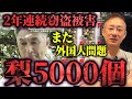 【緊急】2年連続で梨の盗難被害！外国人の受け入れによる被害とその裏側について