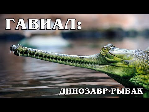 Vidéo: Quel est l'autre nom du gavial ?