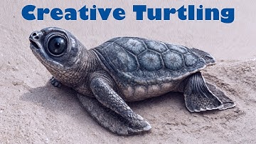 Master of Orion 2: Creative Turtling  --- 001