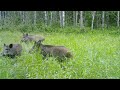 Лучшее за неделю - лосиха и кабаны