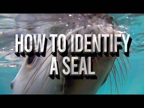 How to identify a seal