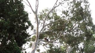 Koala - The Video