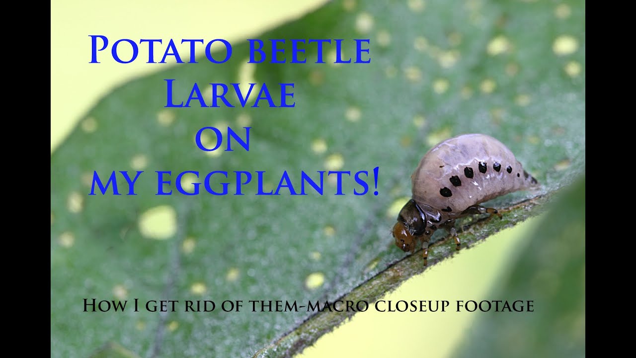 Potato Beetle Larva On My Eggplants-How I Get Rid Of Them-Closeup Macro Footage - YouTube