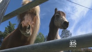 Sonoma Animal Sanctuary Needs Funding Rescue