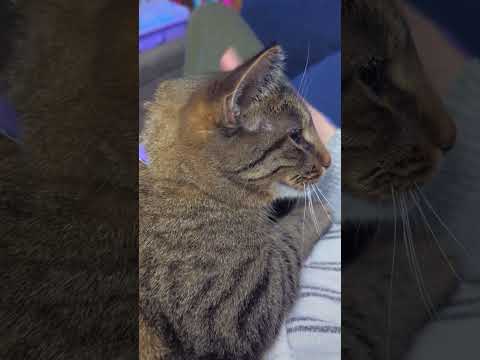 Cat still chirps to demand attention, 😆