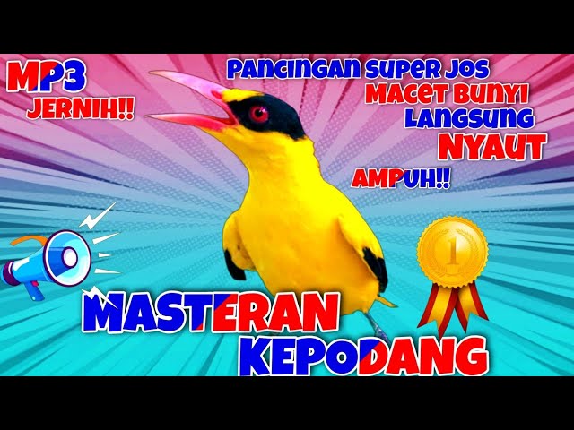 🔴Suara Pancingan Dan Masteran Kepodang Emas Macet Bunyi/Malas Bunyi Ampuh!! MP3#masterankepodangemas class=