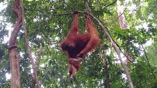 Download Mp3 Anak orang utan jatuh dari pohon Gudang lagu Download Mp3 Anak orang utan jatuh dari pohon