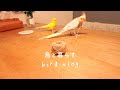 好きなおやつ お喋り上手とアピール上手 オカメとセキセイの日常 Cockatiel Budgie vlog