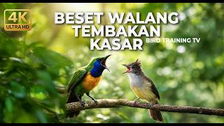 🔴 Live Masteran Beset Walang Kecek Cucak Jenggot Mewah vs Cucak Cungkok Super Gacor Full Isian Tajam