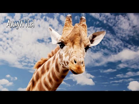 🔥Кто такие жирафы?🔥 Интересные и малоизвестные факты о жирафах!AnyWild!