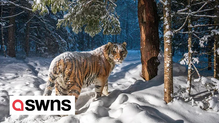 Endangered Amur tiger captured in a stunning camera trap picture | SWNS - DayDayNews