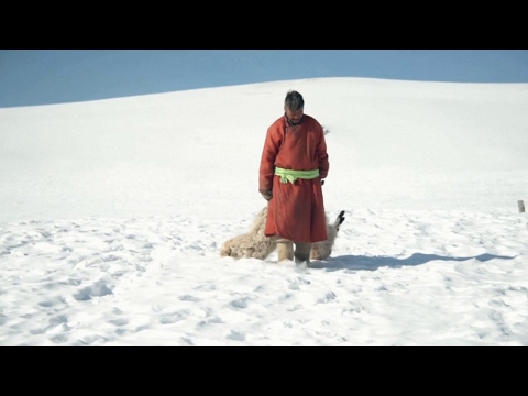 Видео: Прощай, зима в Монголии - Сеть Матадор