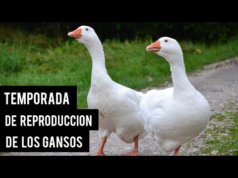 Video: ¿Cuándo ponen huevos los gansos?