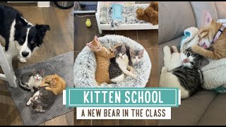 Kitten School -- New Bear Cub in the Class