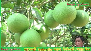 কাটিং কলম, পাহাড়ে মাল্টার বাম্পার ফলন, Malta farming in hill tax of Bangladesh