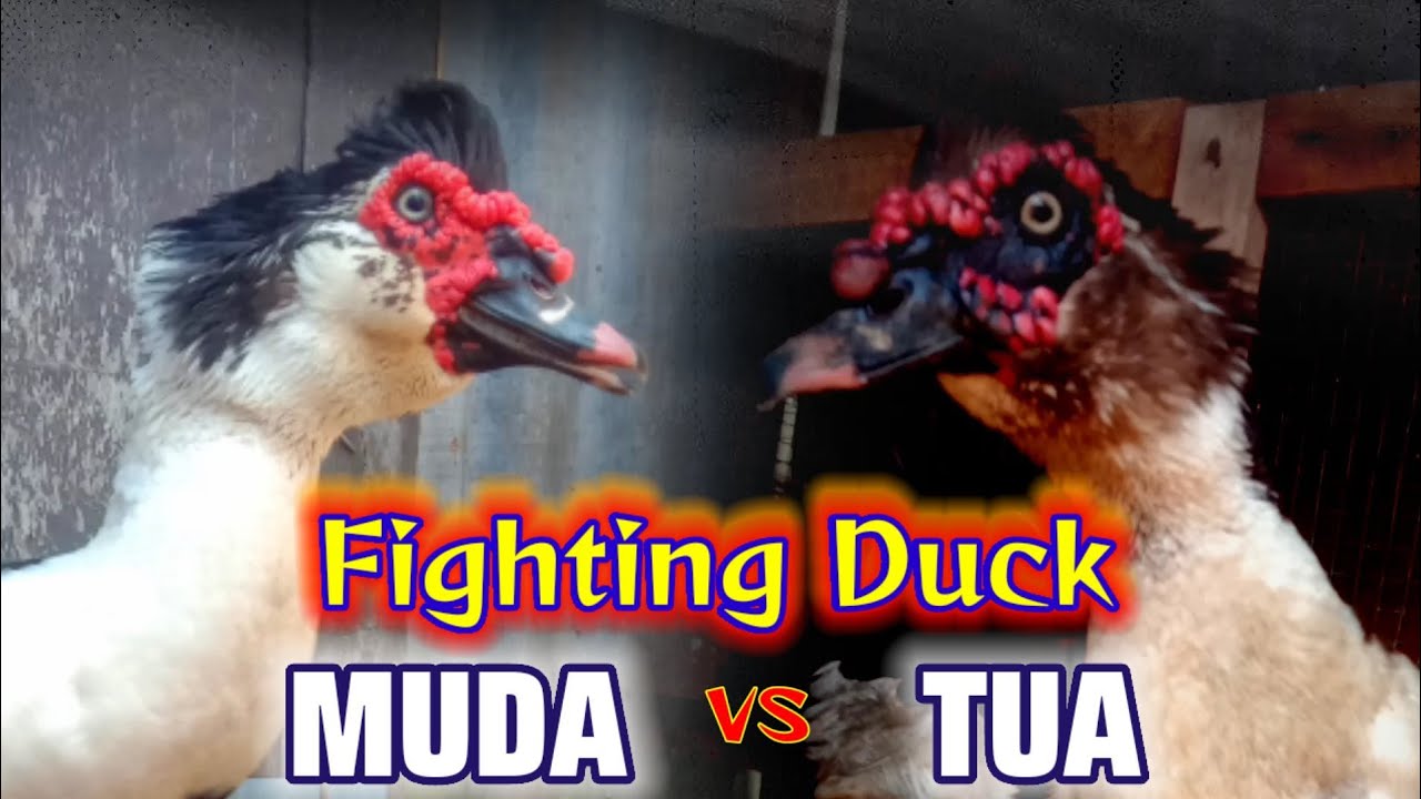 Bebek Jantan Bertarung di Hadapan Induk Betina - Entok Tua vs Entok Muda