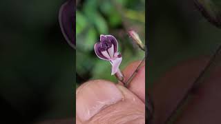 Andrographis Artopurpurea