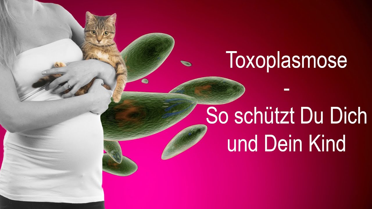 Katze Auf Toxoplasmose Testen Lassen Kosten